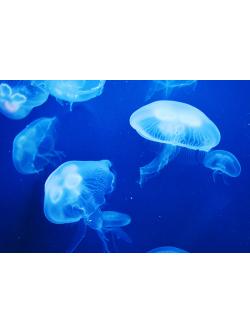 สารสกัดคอลลาเจน(จากแมงกะพรุน) Jelly Fish Collagen 100g.