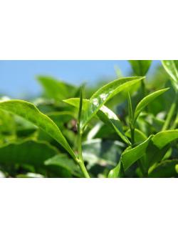 สารสกัดชาเขียว Green Tea Extract 100gm.