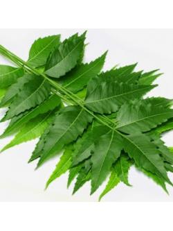 สารสกัดสะเดา (Neem Extract) 50g.