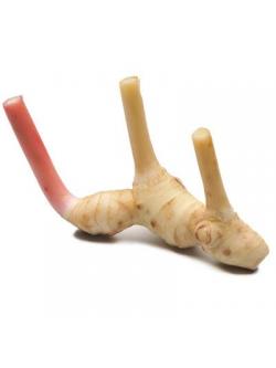 สารสกัดข่า Galangal Extract 100g.