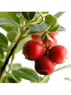 สารสกัดคามู คามู Camu Camu Extract