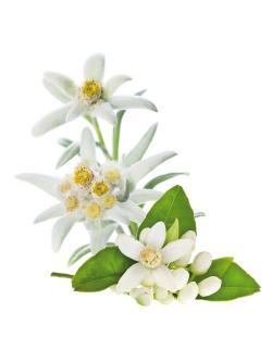 สารสกัดดอกอีเดลวิส Edelweiss Extract 100g.