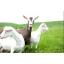 สารสกัดนมแพะ (Goat Milk Extract) 50g.