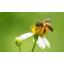 สารสกัดพิษผึ้ง (Bee venom) 50g.