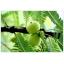 สารสกัดกมะขามป้อม Ma Kham Pom Extract 100g.