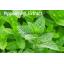 สารสกัดเปปเปอร์มิ้น Pippermint Extract 50g.