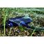 AquaMax Eco Premium 12000