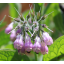 Allantoin 50gm.