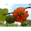 สารสกัดปอสา ขนาด 100g. (Paper Mulberry Extract)