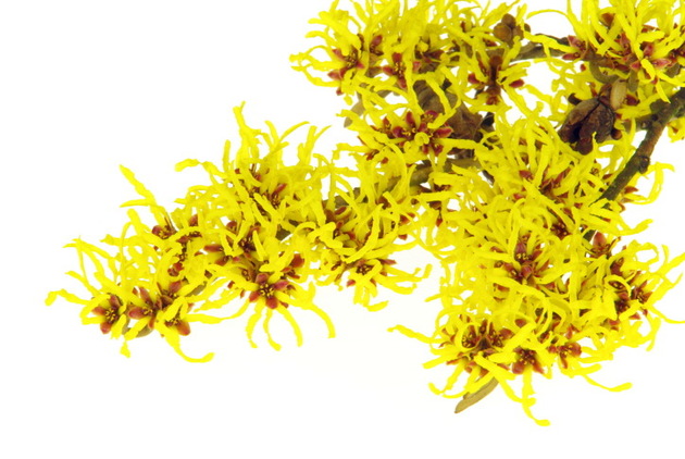 สารสกัด Witch Hazel 95% 100g.