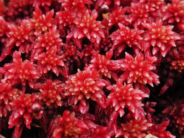 สารสกัดสาหร่ายสีแดง AC-ASTAXANTHIN SANIO 100g. Cosmetic Grade