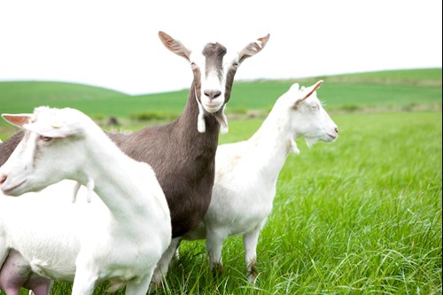สารสกัดนมแพะ (Goat Milk Extract) 50g.