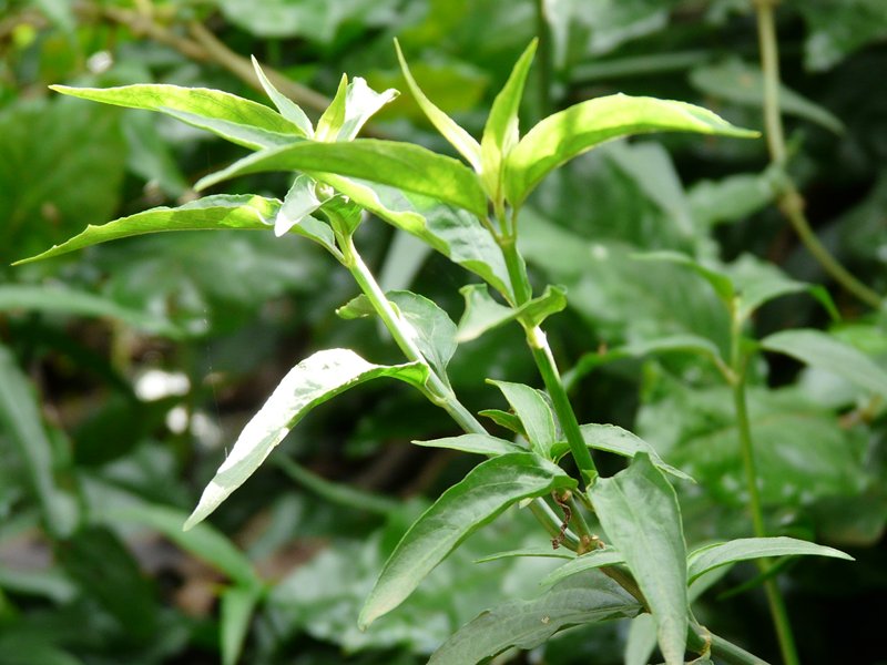 สารสกัดพญายอ Phya Yor Leaf Extract 100g.
