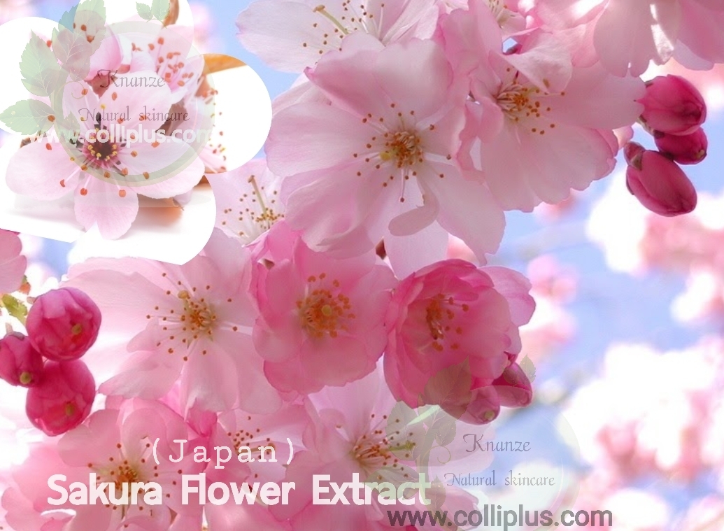 สารสกัดดอกซากุระ Sakura Extract 50g. (Japan)
