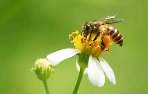 สารสกัดพิษผึ้ง (Bee venom) 50g.
