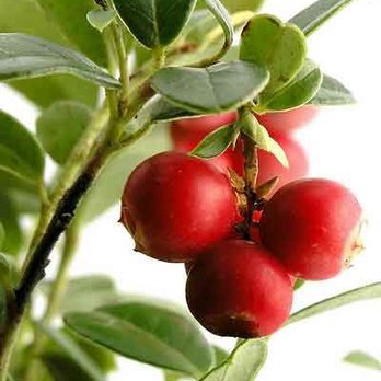 สารสกัดคามู คามู Camu Camu Extract