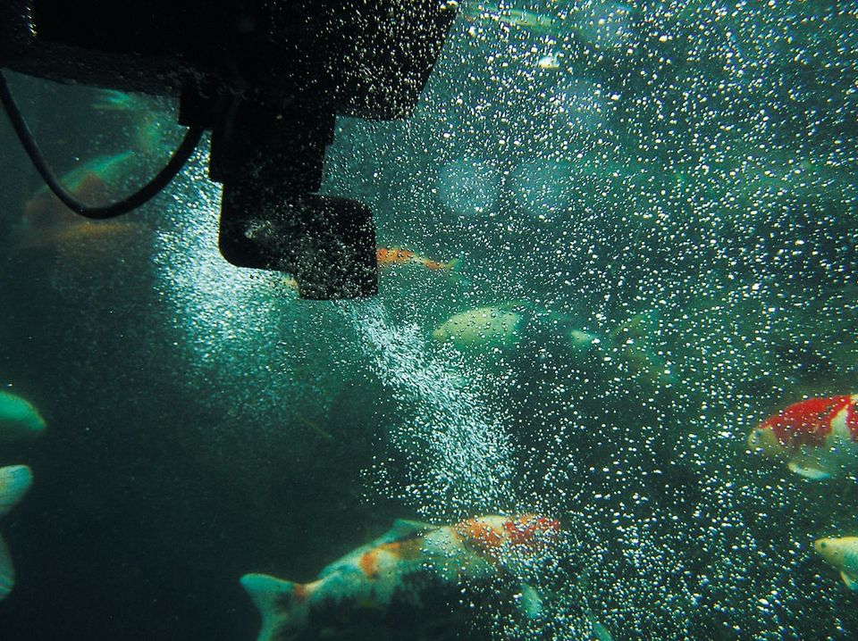 SwimSkim 50
