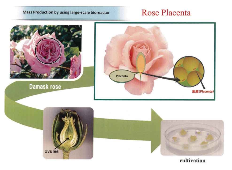 Rose Placenta Extract สเต็มเซลรกกุหลาบ 10g. นำเข้าจากญี่ปุ่น