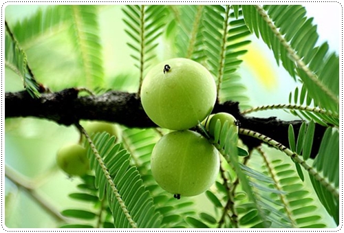 สารสกัดกมะขามป้อม Ma Kham Pom Extract 100g.