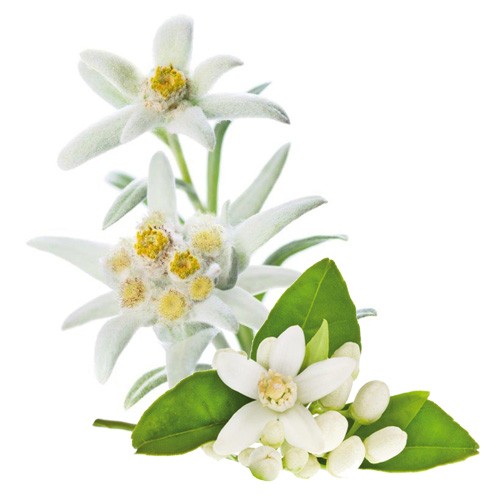 สารสกัดดอกอีเดลวิส Edelweiss Extract 100g.