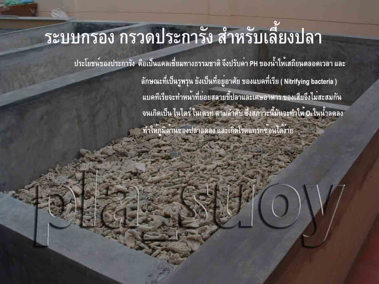 น้ำพุในบ่อเลี้ยงปลาคาร์ฟ บ้านคุณอรุณี