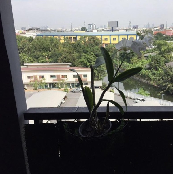 ให้เช่าคอนโด ยูนิโอ พระราม 2 – ท่าข้าม พื้นที่ 23 ตรม. สตูดิโอ เช่า 6,500 บ/ด