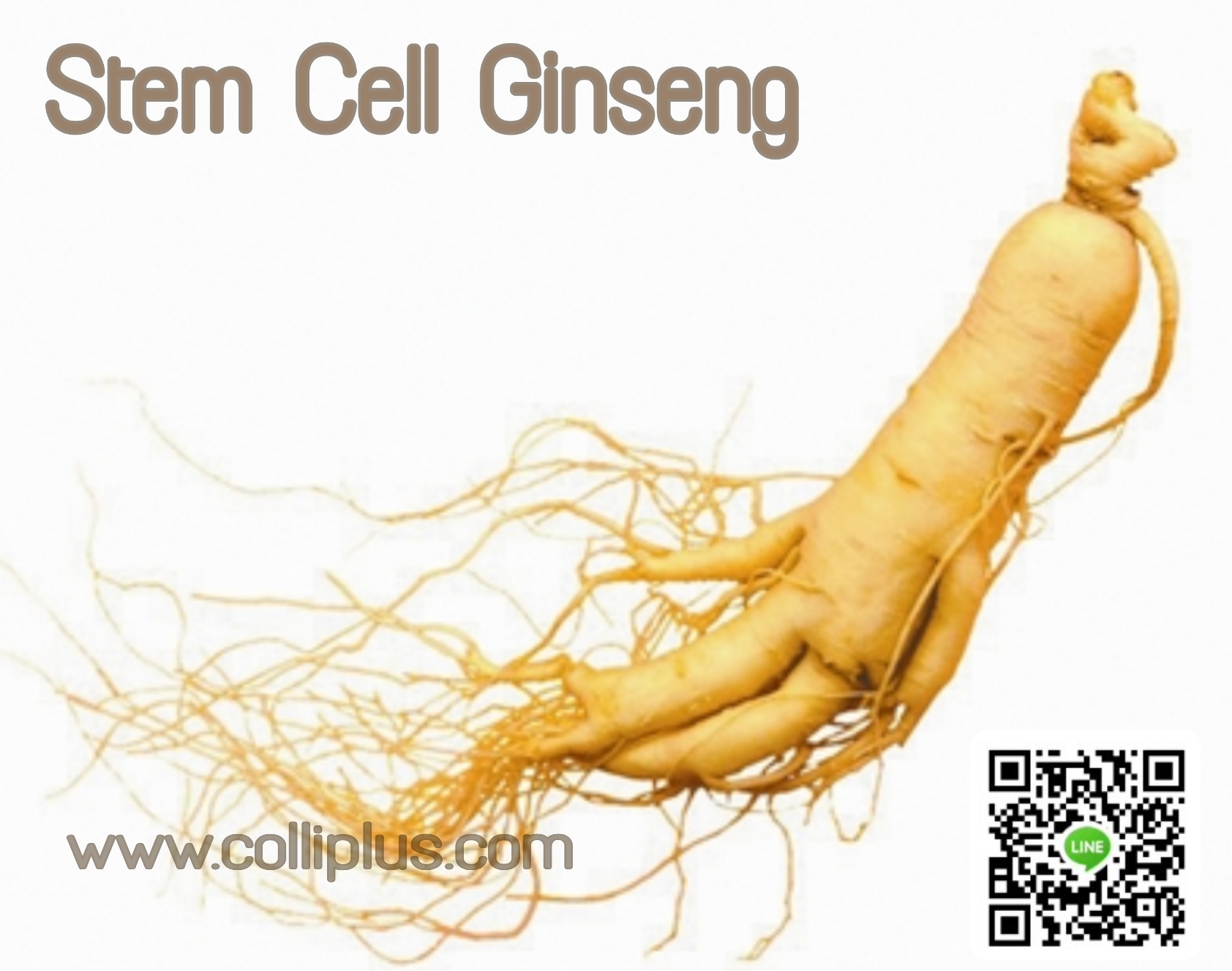 สเต็มเซลล์โสม Korean Ginseng Stem Cell 10g.