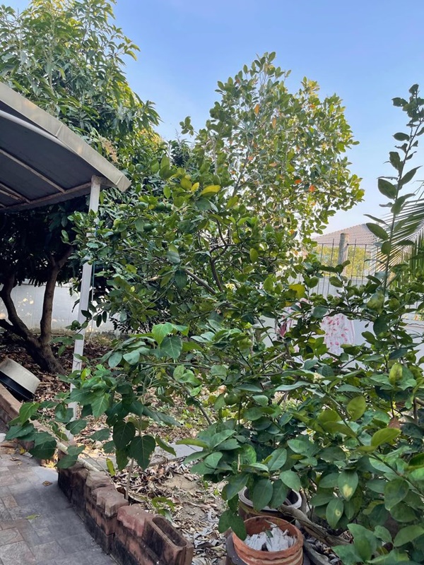 ให้เช่าบ้านเดี่ยว 2 ชั้น ย่านบางเขน พื้นที่ 65 ตรว. 3 ห้องนอน เช่า 20,000 บ/ด