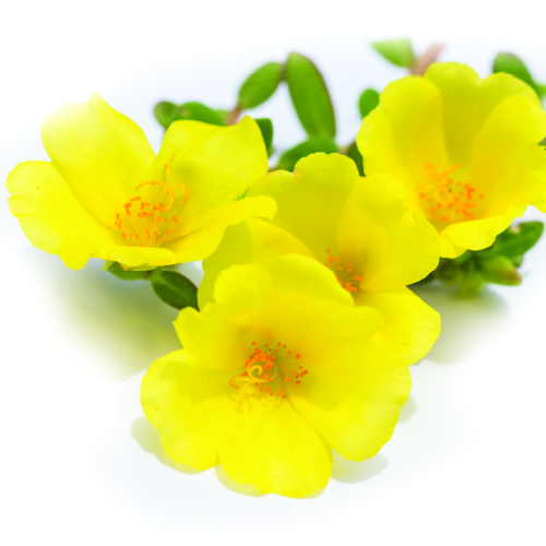 สารสกัดผักเบี้ยใหญ่ Portulaca Oleracea Extract 500g.