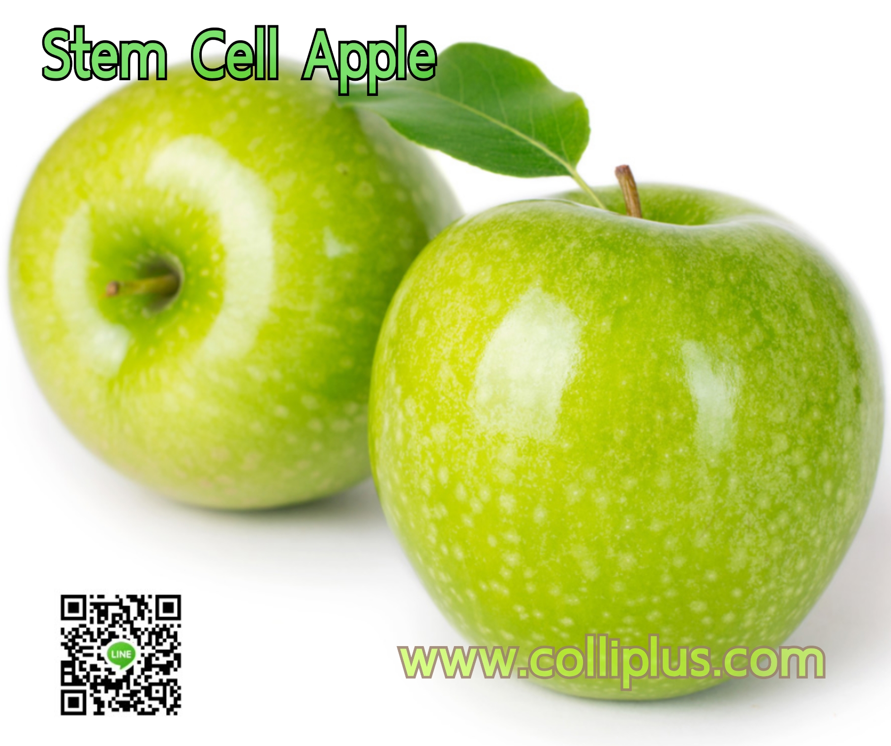 Stem Cell Apple สเต็มเซลล์แอปเปิ้ล 10g