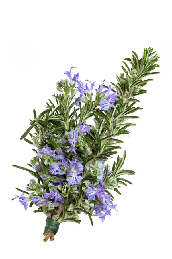 สารสกัดโรสแมรี่ Rosemary Extract 100g.