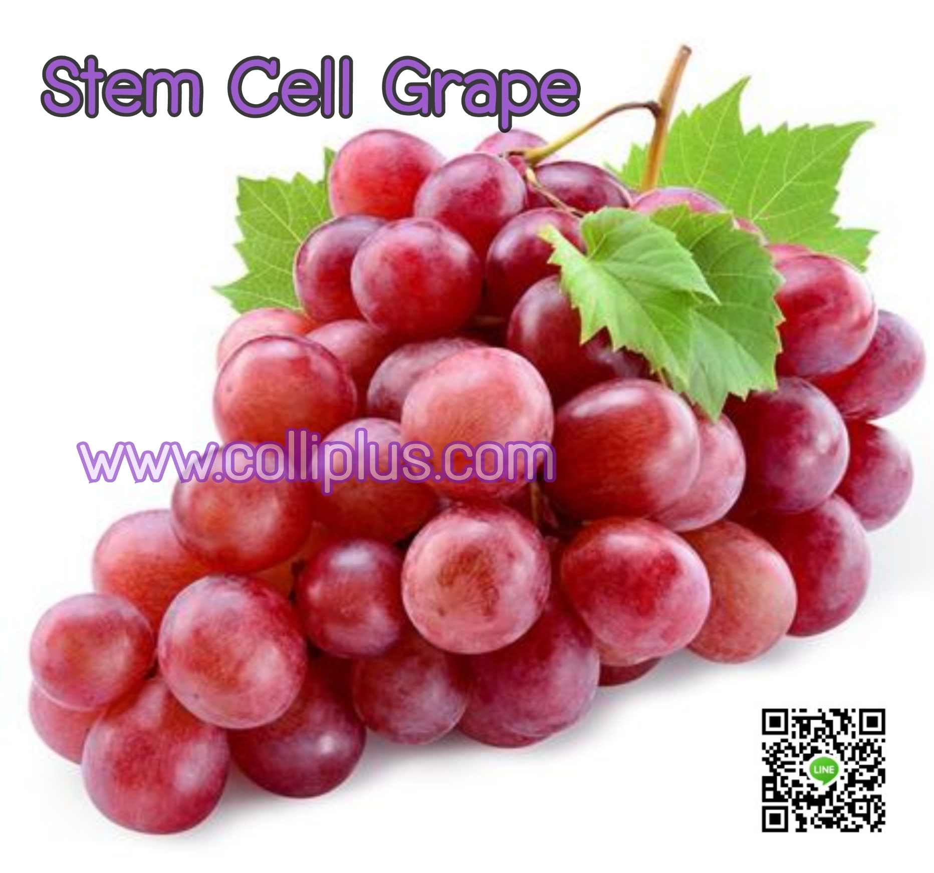 สเต็มเซลล์องุ่น Stem Cell Grape 10g. (เกาหลี)