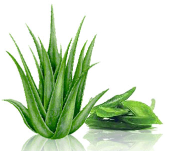สารสกัดว่านหางจระเข้ เกาหลี (Aloe Vera Extract)100 g.