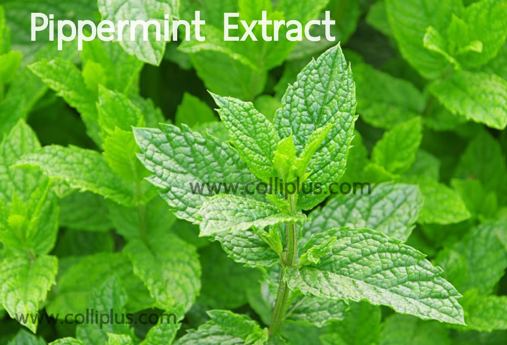 สารสกัดเปปเปอร์มิ้น Pippermint Extract 50g.