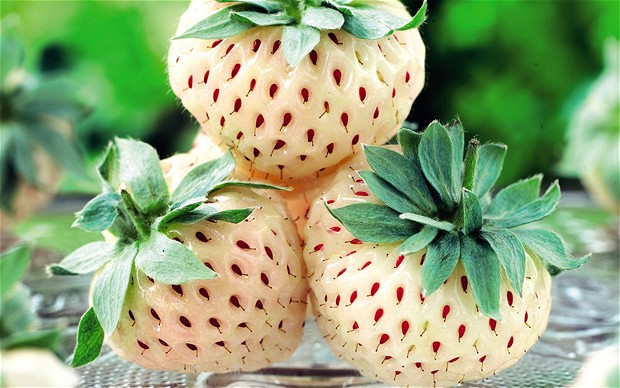 สารสกัดสตอเบอรี่ขาว White Strawberry Extract 50g.