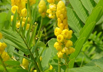 สารสกัดใบชุมเห็ดเทศ Cassia Alata Leaves Extract 100g.