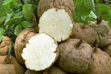 สารสกัดกวาวเครือขาว( Pueraria Mirifica Extract )500g.