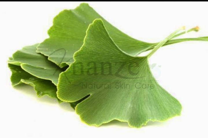 สารสกัดใบแป๊ะก๋วย Gingko Extract 100g.