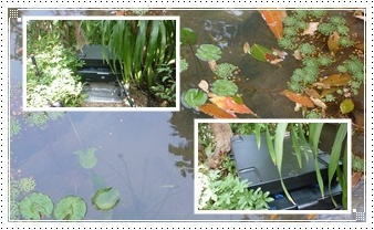 การติดตั้งชุดกรองน้ำ ระบบชีวภาพ BioTec ScreenMatic 36 ที่บ้านคุณพรเทพ พรประภา