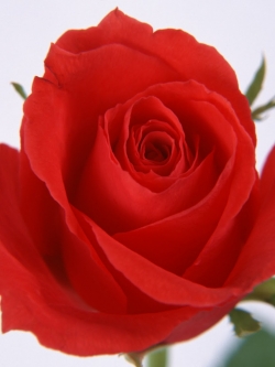 สารสกัดดอกกุหลาบ -ขนาด 100g.