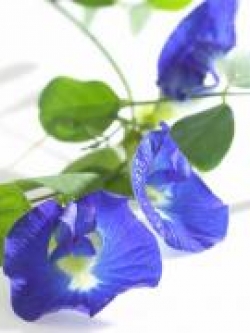 สารสกัดดอกอัญชัน Anchan Extract 1000g.