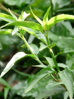 สารสกัดพญายอ Phya Yor Leaf Extract 100g.