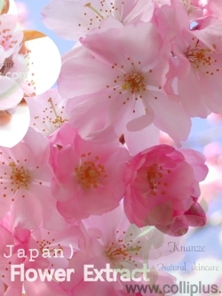 สารสกัดดอกซากุระ Sakura Extract 100g.