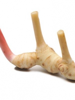 สารสกัดข่า Galangal Extract 100g.