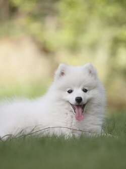 A1 บริการแจ้งตรวจคนเช้าเมือง TM30