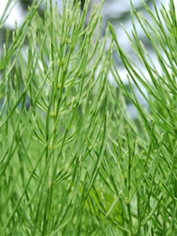 สารสกัดหญ้าหางม้า Horsetail Extract 500g.