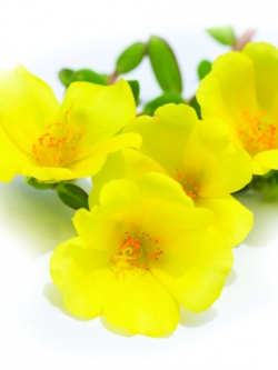 Portulaca Oleracea Extract 50g.