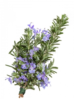 สารสกัดโรสแมรี่ Rosemary Extract 100g.