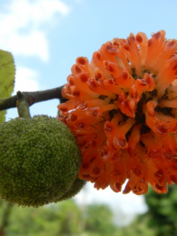 สารสกัดปอสา (Paper Mulberry Extract) 1000g.