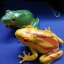 กบ ของเล่น